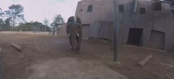 بالفيديو .. فيل ضخم يمارس رياضة “الركبي”