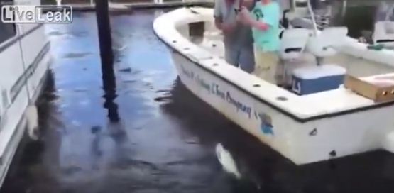 فيديو: تمساح يخطف سمكة من رجل كافح لاصطيادها