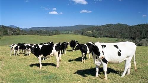 إدانة مزارع نيوزيلندي بالوحشية في التعامل مع الحيوانات