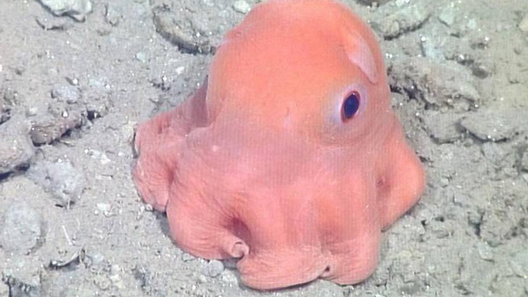 علماء: الأحماض النووية تكشف أن الأخطبوط كائن فضائي من كوكب آخر