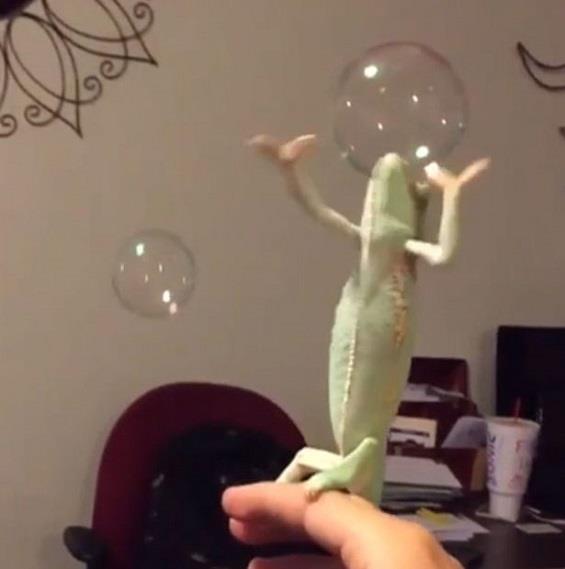 بالفيديو .. “حرباء” تتمتع بخفة ظل تلعب بفقاعات الماء