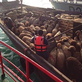 الإطفاء: انقاذ ‘لنج’ إيراني محمل بالمواشي‎