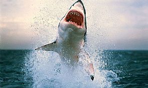 أسماك القرش تصعد هجماتها ضد راكبي الأمواج