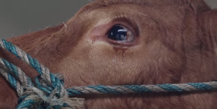 فيديو .. دموع البقرة تنقذها من الذبح