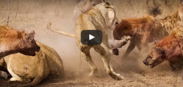 فيديو: معركة شرسة بين ضباع و3 أسود تنتهي بنتيجة غير متوقعة