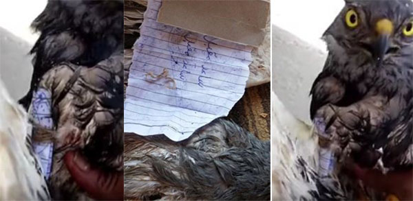 فيديو: سعودي يعثر على ورقة طلاسم مربوطة على جناج طائر