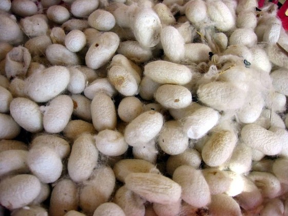 اختراع سترة مدرعة واقية مصنوعة من شرانق دودة القز في تايلاند