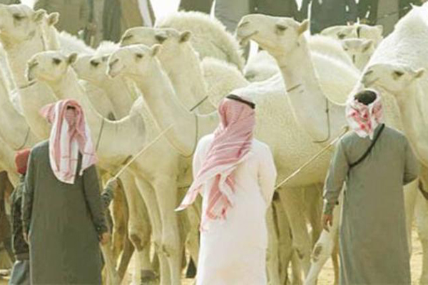 فيديو: هكذا يتم غش الإبل لتصبح من المزايين