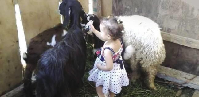 “جدي” يتسبب في خسارة صاحبه مبلغ “150 ألف ريال”