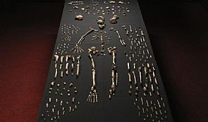 اكتشاف نوع جديد من أسلاف البشر