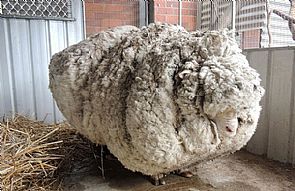 خروف استرالي الأكثر صوفاً في العالم