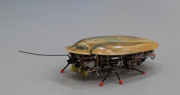 روسيا تطور “الصرصور الجاسوس”