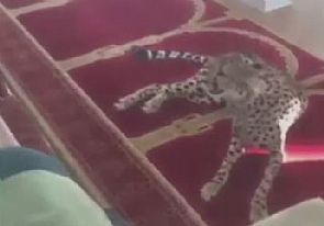 بالفيديو/ نمر يفزع المصلين في مسجد بالسعودية