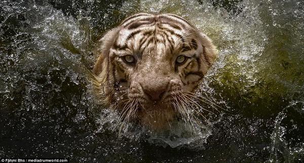 مصوّراً إندونيسياً يغامر بحياته أمام نمر بنغالي والنتيجة.. صور ساحرة