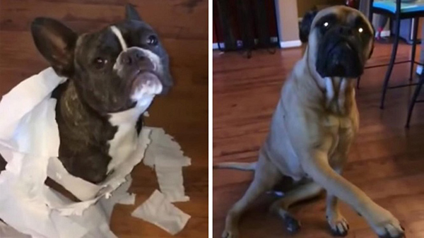 فيديو: 7 مليون مشاهدة لكلب يورّط كلب آخر