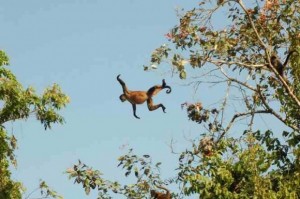 Blog-Monkey-jumping-monkey-620x411