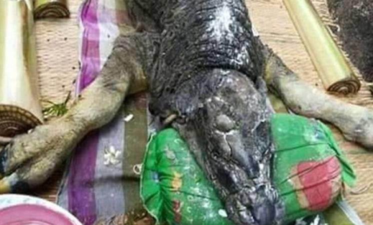 بالصور.. ولادة حيوان غامض يجمع ما بين التمساح والثور