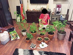 بالصور/ مزرعة ماريجوانا بالعدان