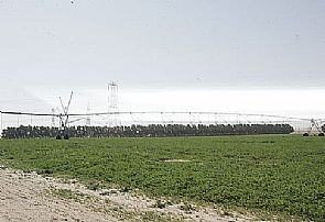 الزراعة تسحب قسائم الأمن الغذائي المخالفة