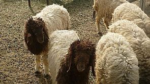 39 دينارا ثمن الخروف الاسترالي