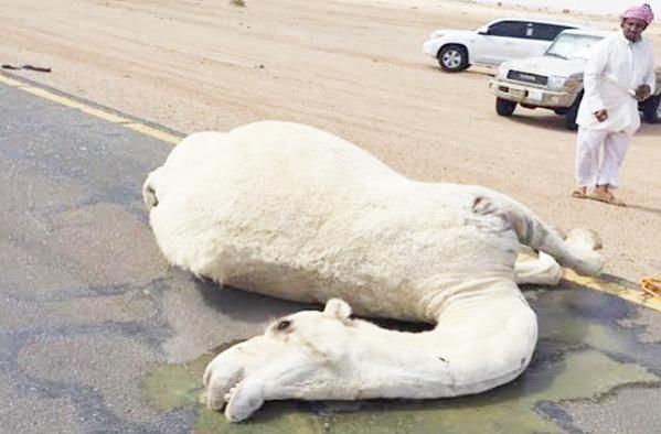 صور: شاب يدهس ناقة ثمنها مليون ريال ثم يهرب بجيب أصحابها بعد اعتدائهم المبرح عليه