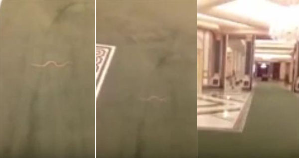 فيديو: ثعبان يتجول في الديوان الملكي السعودي