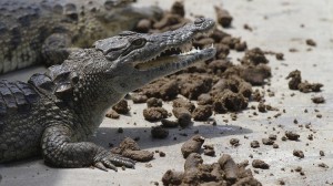 Crocodiles feed on vegetarian pellets inside a pen at Nyanyana Crocodile Farm in Kariba, in this picture taken April 2, 2014. Crocodiles are some of the most feared predators in Africa, ruthless reptiles renowned for tearing their prey to pieces before swallowing hunks of meat raw. But in the baking sun at Nyanyana crocodile farm on the shores of Zimbabwe's Lake Kariba, feeding time has a surreal edge as the beasts nibble lazily at bowls of vegetarian pellets. Besides being cheaper than meat, the diet of protein concentrate, minerals, vitamins, maize meal and water is said to enhance crocodile skin destined to become handbags or shoes on the catwalks of New York, Paris, London or Milan. Picture taken April 2, 2014. REUTERS/Philimon Bulawayo (ZIMBABWE - Tags: ANIMALS FASHION BUSINESS) - RTR3KE9T