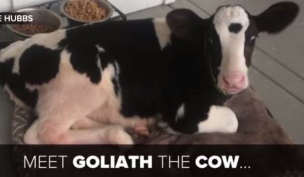 فيديو: عجل صغير يعتقد أنه كلب