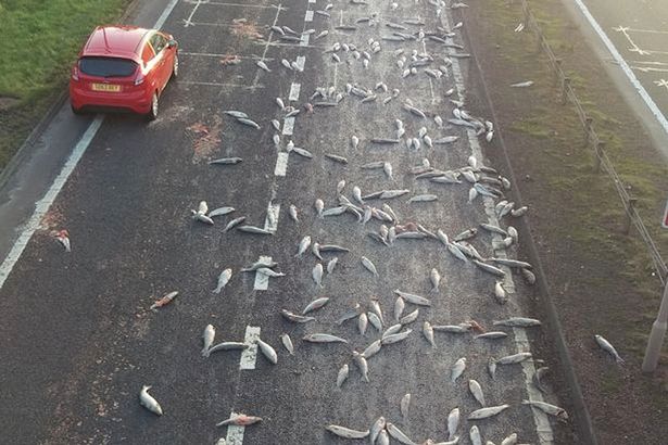 فيديو: سائق يفاجأ بمئات الأسماك تسبح على الطريق