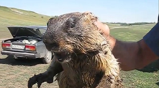 فيديو: حيوان الغرير يرفض التصوير ويصرخ كالنساء