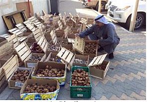 ضبط 650 كغم من الفقع الفاسد