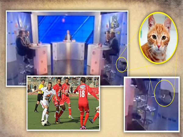 فيديو: قط يقتحم الأستوديو التحليلي لمباراة في التلفزيون الجزائري
