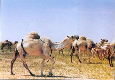 فيديو: صاحب أبل يوقف السيارات بالرشاش لتعبر أبله على طريق حفر الباطن- الكويت