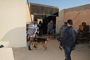 حملة تفتيشية على السلاح باسطبلات الجهراء