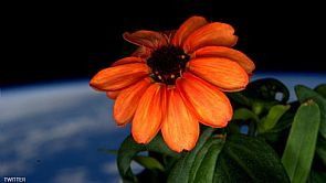 أول وردة تزهر في الفضاء