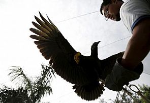 بيرو تستخدم النسور لرصد حالات إلقاء القمامة