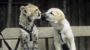 نفوق أسرع حيوان بري في العالم