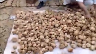 فيديو: ان كنت من احباء الفقع فاحذر…الافاعي!