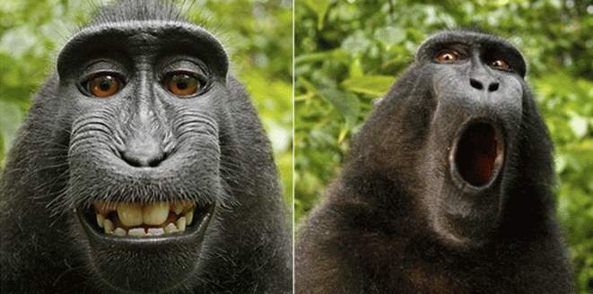 حكم قضائي بعدم أحقية قرد في نشر صورة «سيلفي»