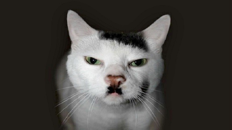 اكتشاف سبب ولادة قطط شبيهة بهتلر