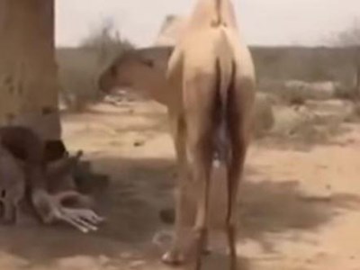 فيديو:جنود سعوديين بالحد الجنوبي يحمون ناقة من قصف الحوثيين بعدما مات صغيرها