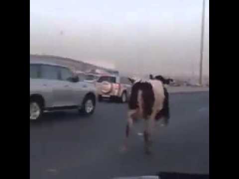 بقرة سائبة تتسبب في اختناق مروري بالفروانية