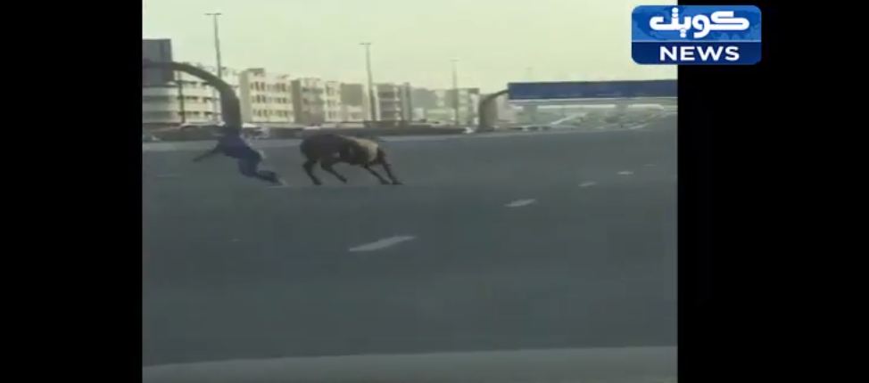 فيديو طريف : بعد الاسد والنمر والنعام شاهد ‘ثور’ ‘ينطح’ وافد اسيوي في احد الشوارع الخليجية