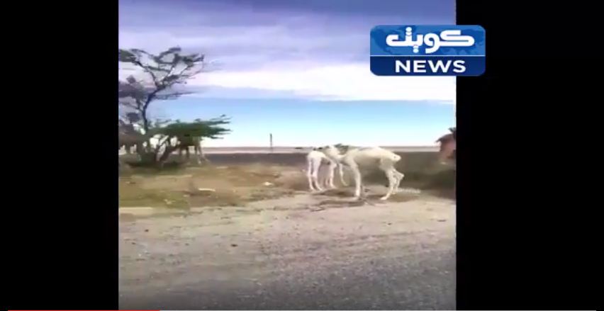 فيديو:  جمال سائبة وسط طريق #السالمي تهدد سلامة مرتادي الطريق