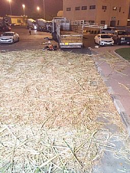 ضبط كمية كبيرة من الحبوب المخدرة