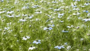 حبة البركة… استخدامات طبيّة متعددة