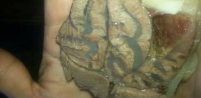 شاهد.. في حفل زفاف مصري.. أهل العريس ذبحوا بقرة فوجدوا ما أدهشهم