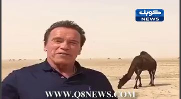 بالفيديو.. أرنولد في صحراء الكويت.. يشكو جملا كويتيا