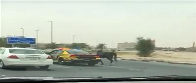 فيديو: دوريات النجدة تلاحق «حصاناً تائهاً» في أحد الشوارع بمنطقة «الجهراء»
