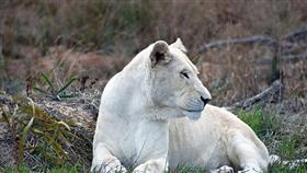 بالصور..من أجل «السحر الأسود» .. قتل أسدين نادرين وبتر أعضائهما!!